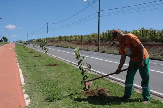 Ampélio Gazzetta recebe mudas de pau-brasil