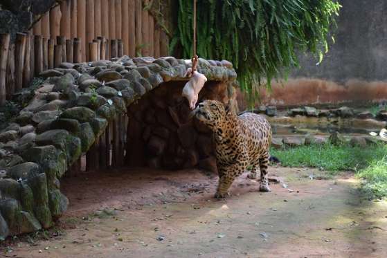 Animais do Parque Ecológico recebem enriquecimento ambiental
