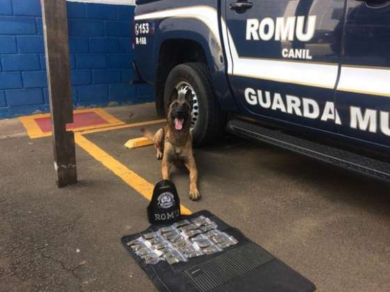 Cães da Gama fazem ação em áreas ‘suspeitas’