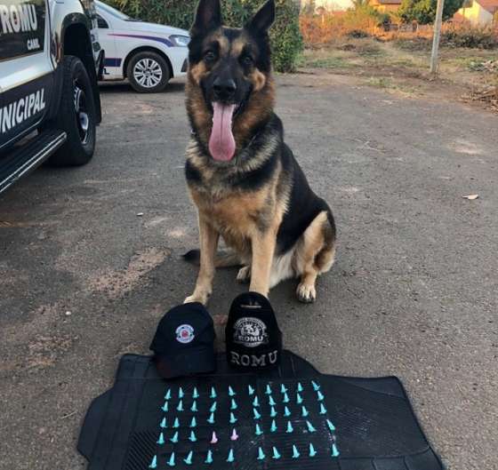 Cão Hércules encontra cocaína no Jardim da Paz