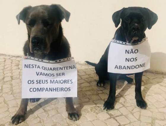 Grupo organiza cuidados a animais de rua