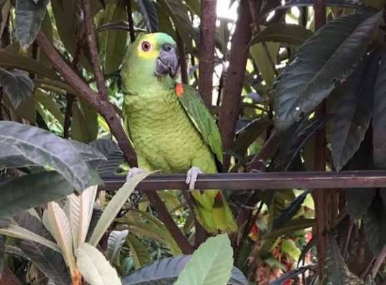 Papagaio foge e família pede ajuda