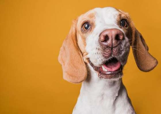 Prevenção da otite em cães e gatos