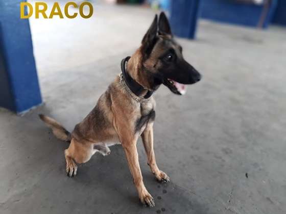 Rapazinho de 17 cai por droga no Zanaga