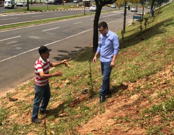 SM: Cerca de 9 mil mudas de árvores são plantadas em 2019