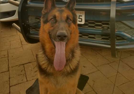 ‘Superfaro’ do Cão Hércules localiza drogas dentro de carro