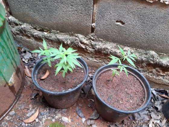 Vasinhos de maconha na garagem da prefeitura